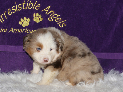 This pretty Miniature American Shepherd red merle girl has blue eyes.