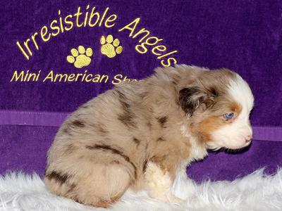 This pretty Miniature American Shepherd red merle girl has blue eyes. This pretty Miniature American Shepherd red merle girl has blue eyes.
