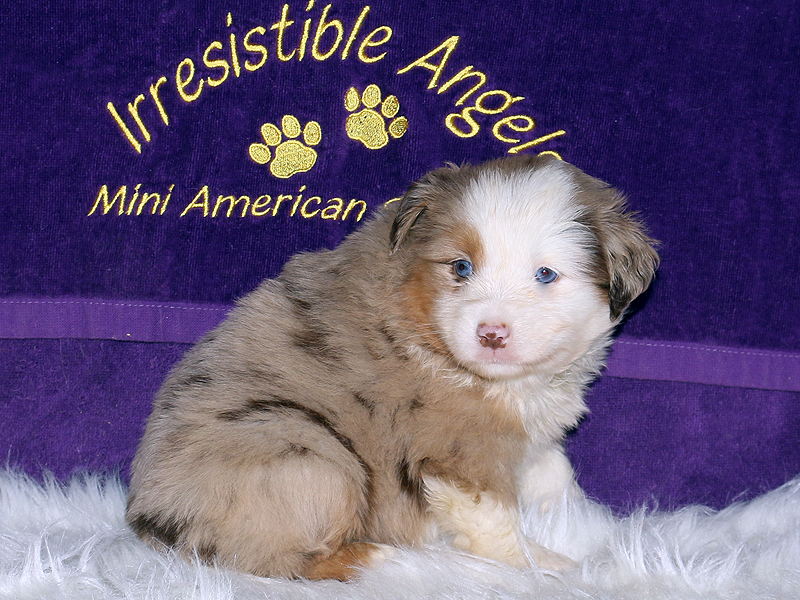 This pretty Miniature American Shepherd red merle girl has blue eyes.