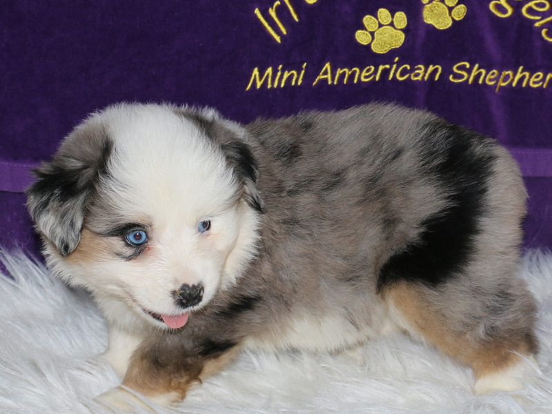 Iris is a blue merle female AKC Miniature American Shepherd puppy with pretty blue eyes. Iris is a blue merle female AKC Miniature American Shepherd puppy with pretty blue eyes.