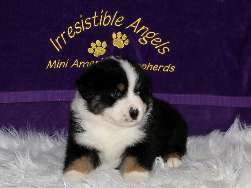 James is an adorable black tri male Miniature American Shepherd.  