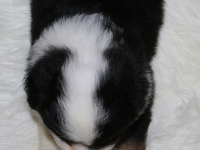 Joey has a very pretty marking on his face and neck.