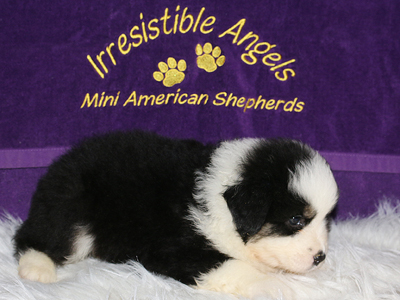 Kit is an AKC Miniature American Shepherd with a bold collar. 