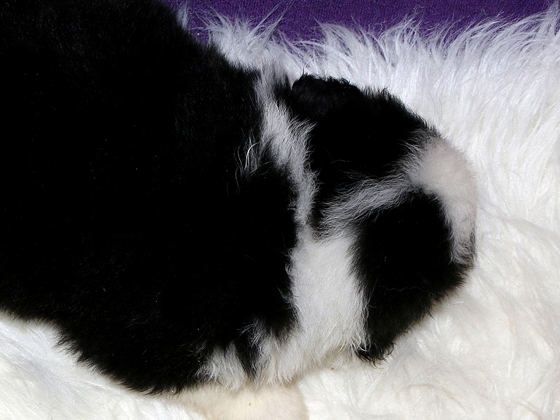 Check out the connected blaze and collar. 